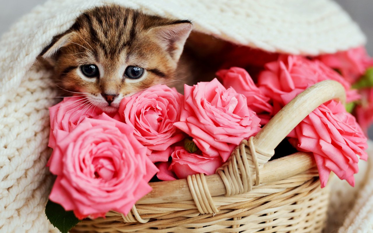 Обои кот, розы, кошка, котенок, розовые, малыш, корзинка, cat, roses, kitty, pink, baby, basket разрешение 5760x3821 Загрузить