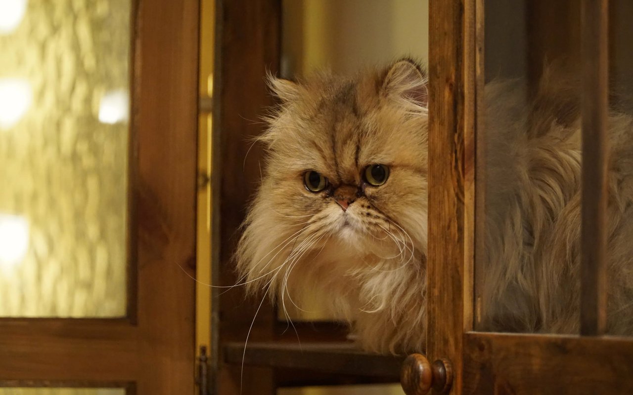 Обои кошка, взгляд, пушистая, персидская кошка, cat, look, fluffy, persian cat разрешение 2048x1365 Загрузить