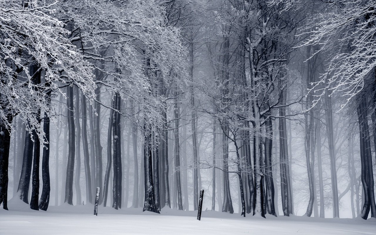 Обои деревья, снег, природа, лес, зима, trees, snow, nature, forest, winter разрешение 3500x2333 Загрузить