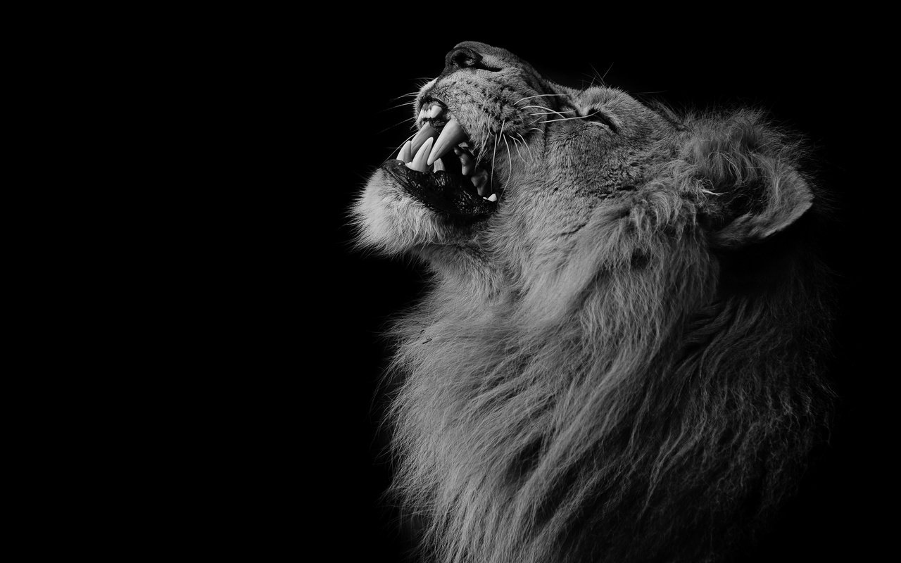 Обои клыки, лев, зверь, fangs, leo, beast разрешение 3840x2160 Загрузить