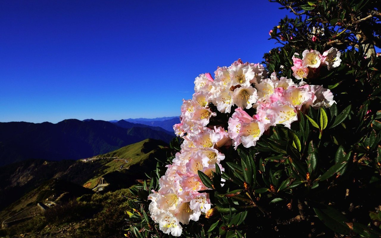 Обои небо, цветы, горы, холмы, куст, синева, азалия, рододендроны, the sky, flowers, mountains, hills, bush, blue, azalea, rhododendrons разрешение 2048x1367 Загрузить