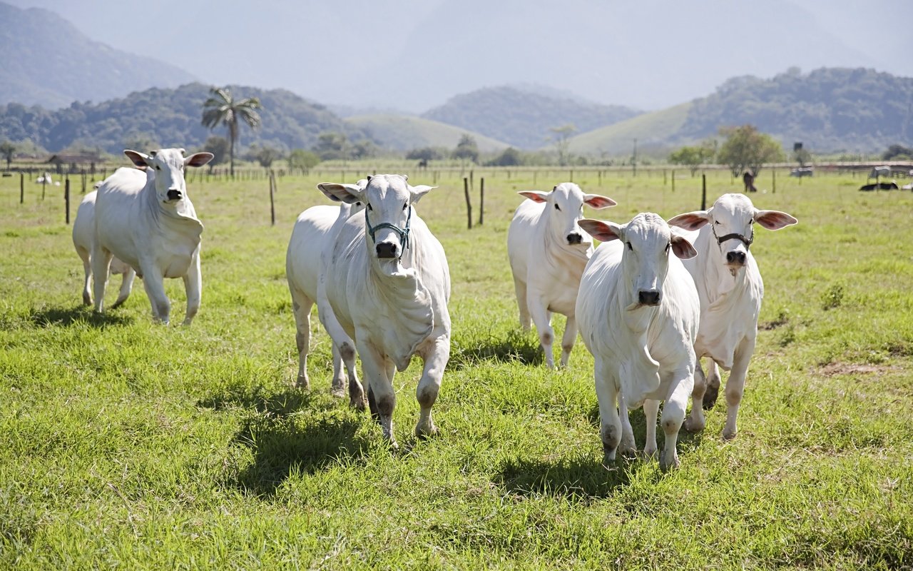 Обои поле, коровы, взгляд, быки, пастбище, корова, бег, стадо, бык, морды, field, cows, look, bulls, pasture, cow, running, the herd, bull, muzzle разрешение 3889x2593 Загрузить