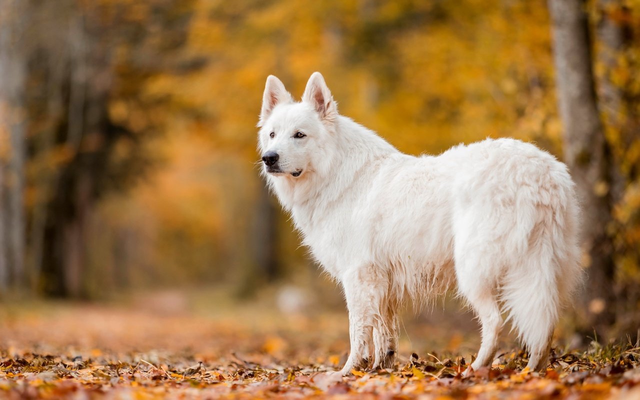 Обои природа, осень, собака, nature, autumn, dog разрешение 3840x2160 Загрузить