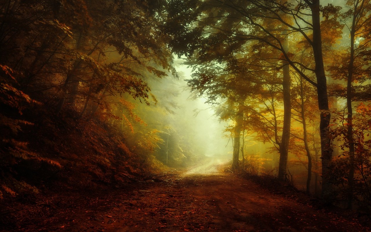 Обои свет, дорога, лес, утро, туман, осень, light, road, forest, morning, fog, autumn разрешение 3840x2160 Загрузить