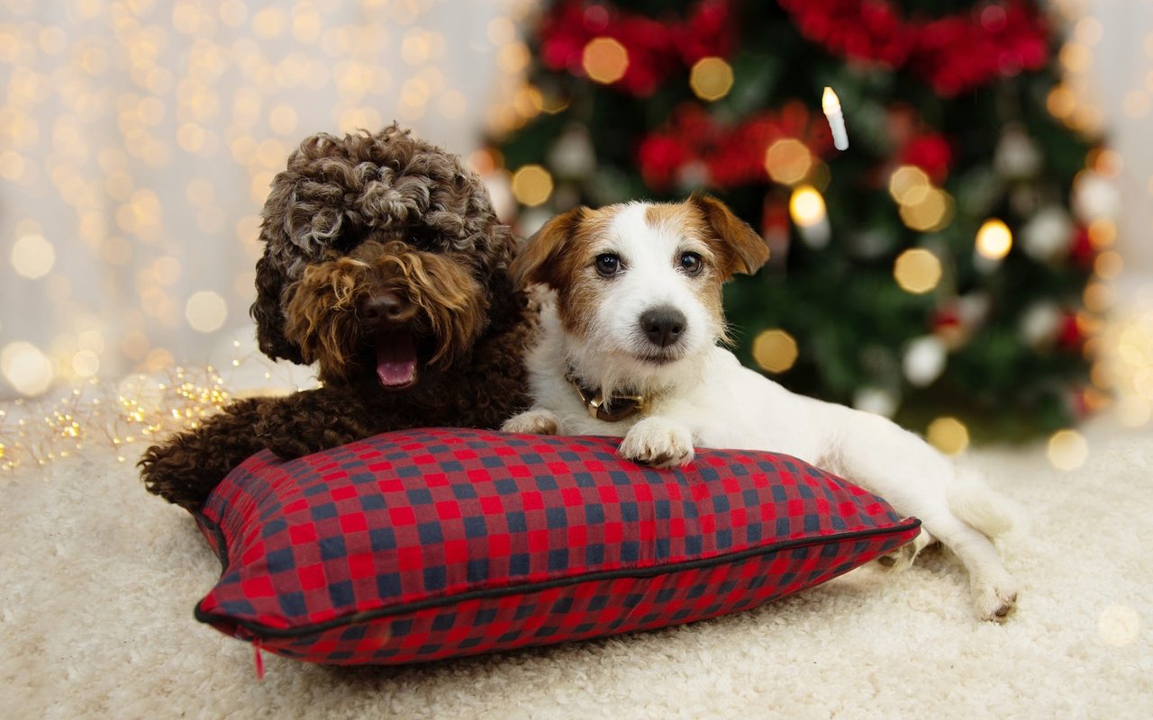 Обои новый год, поза, взгляд, щенок, мордашка, рождество, собаки, new year, pose, look, puppy, face, christmas, dogs разрешение 2000x1446 Загрузить