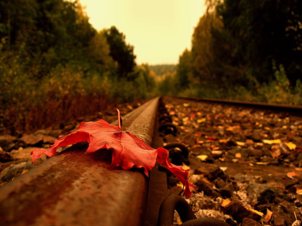 Обои дорога, рельсы, осень, лист, road, rails, autumn, sheet разрешение 1920x1440 Загрузить