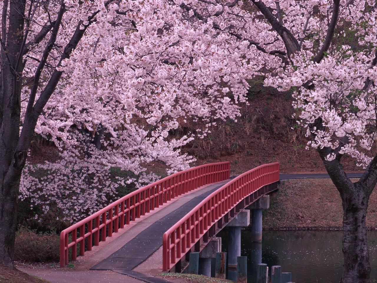 Обои мост, япония, сакура, bridge, japan, sakura разрешение 2950x2094 Загрузить