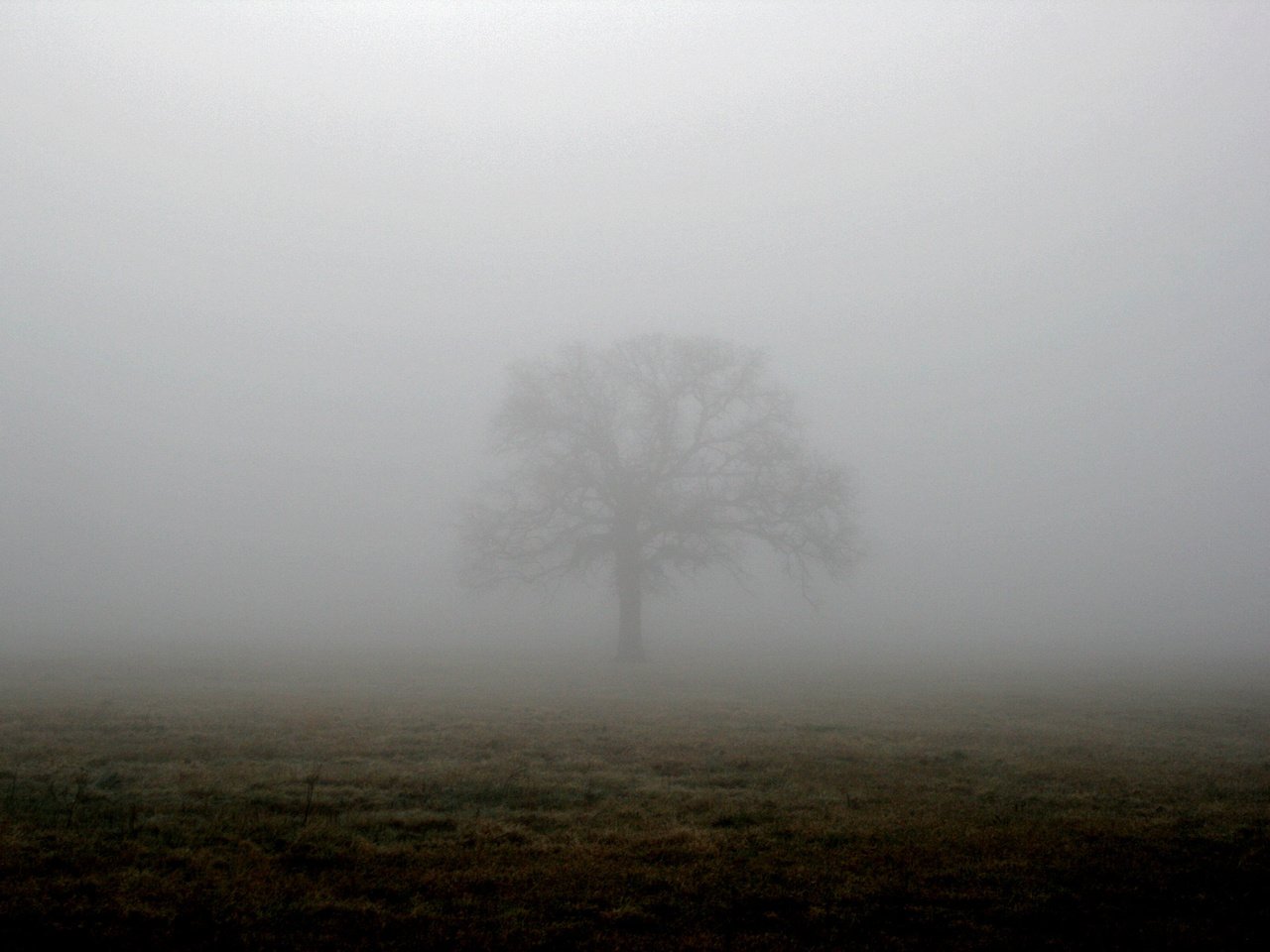 Обои дерево, туман, поле, tree, fog, field разрешение 1944x1296 Загрузить