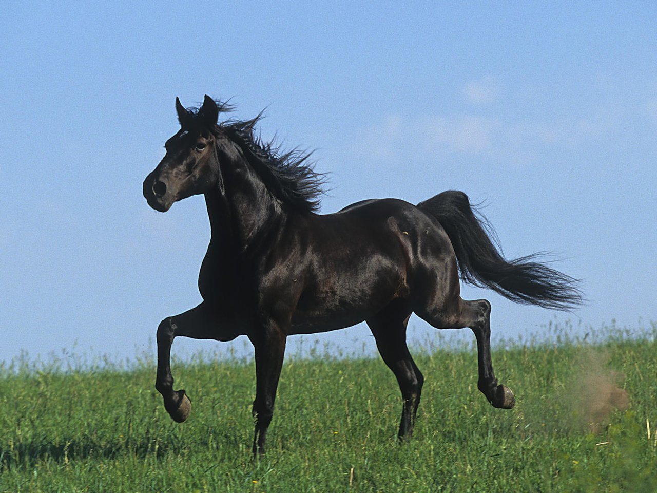Обои лошадь, черный, степь, жеребец, голоп, horse, black, the steppe, stallion, the golop разрешение 1920x1080 Загрузить