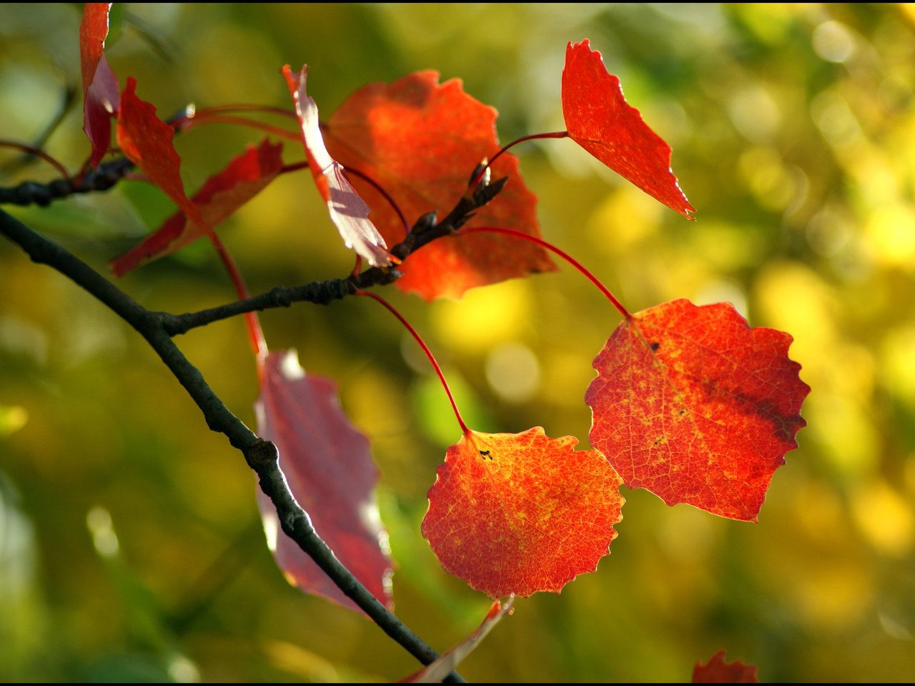 Обои дерево, листья, макро, осень, tree, leaves, macro, autumn разрешение 3896x2614 Загрузить