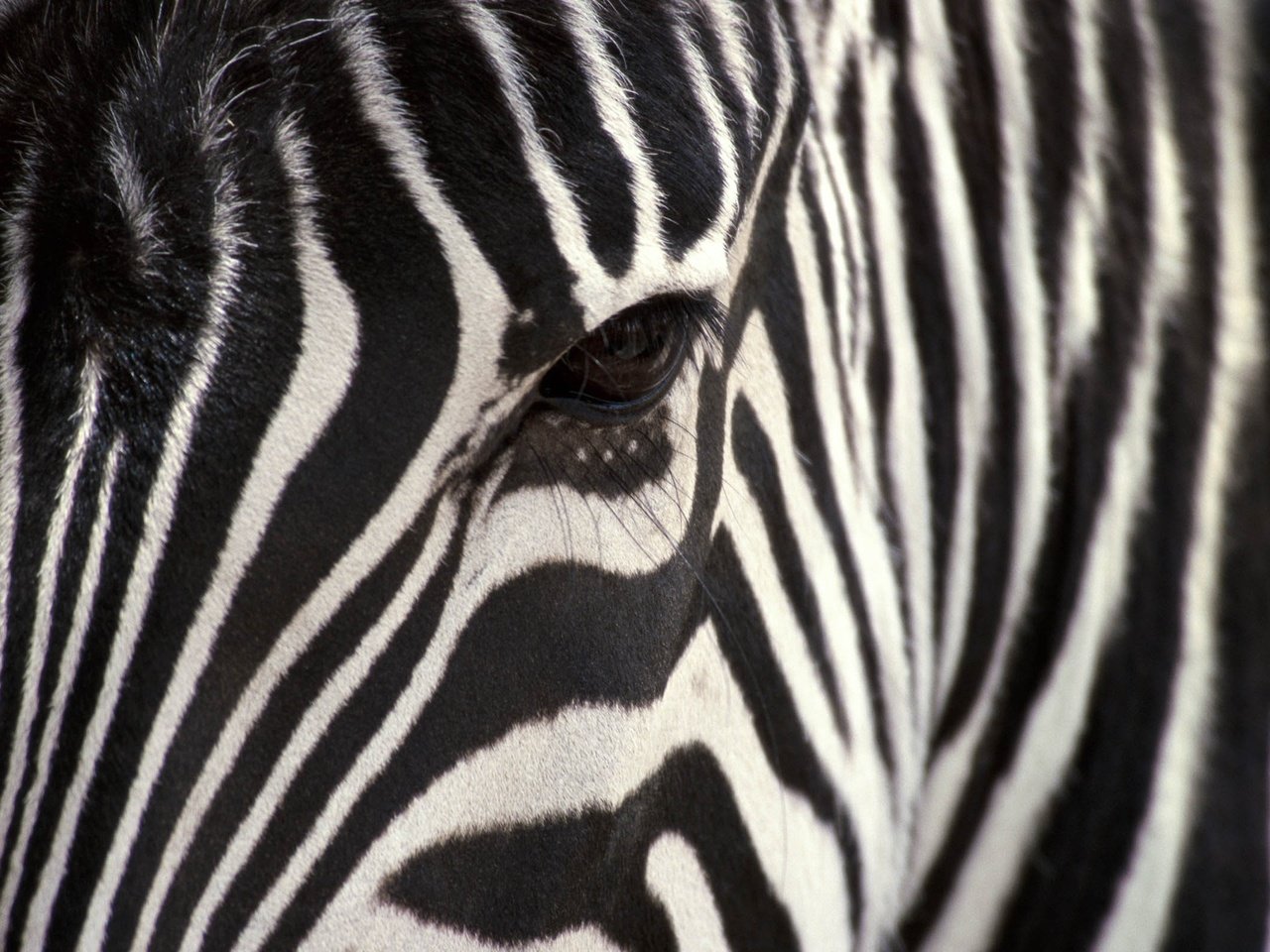 Обои полосы, зебра, черный, белый, крупным планом, strip, zebra, black, white, closeup разрешение 2560x1600 Загрузить