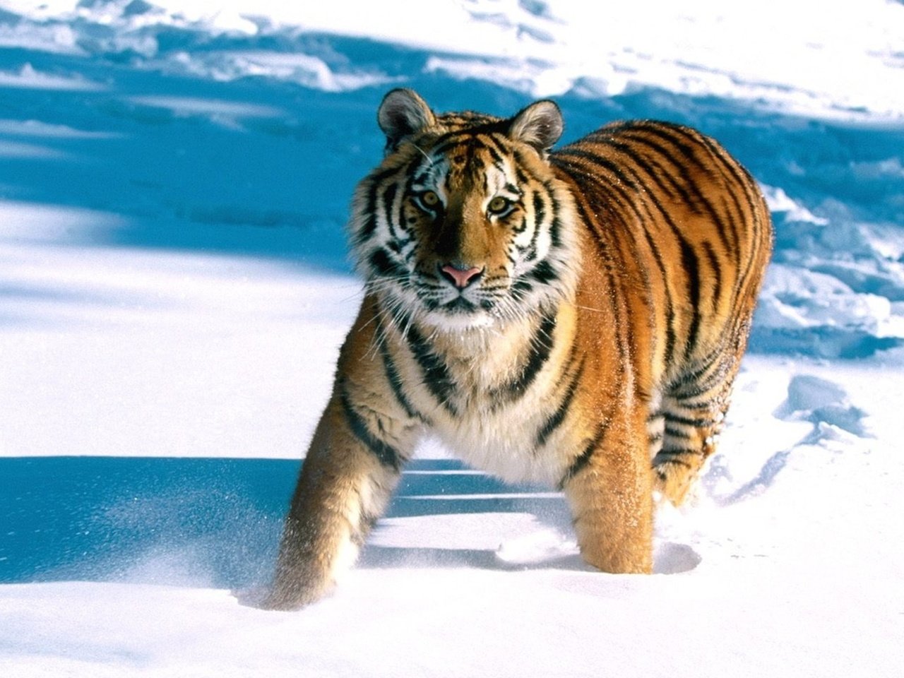 Обои тигр, снег, tiger, snow разрешение 1920x1200 Загрузить