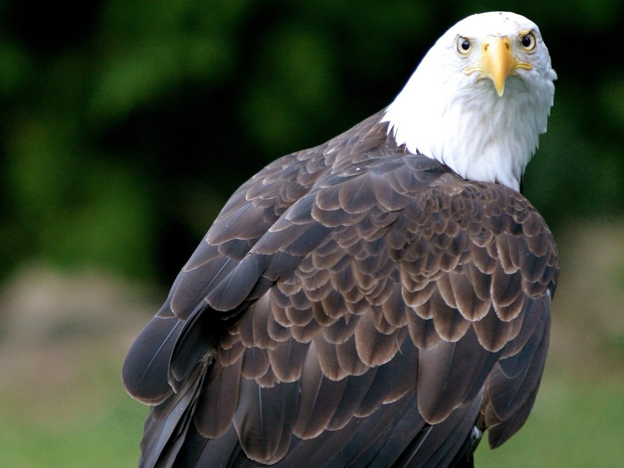 Обои орел, птица, клюв, перья, белоголовый орлан, eagle, bird, beak, feathers, bald eagle разрешение 1920x1080 Загрузить