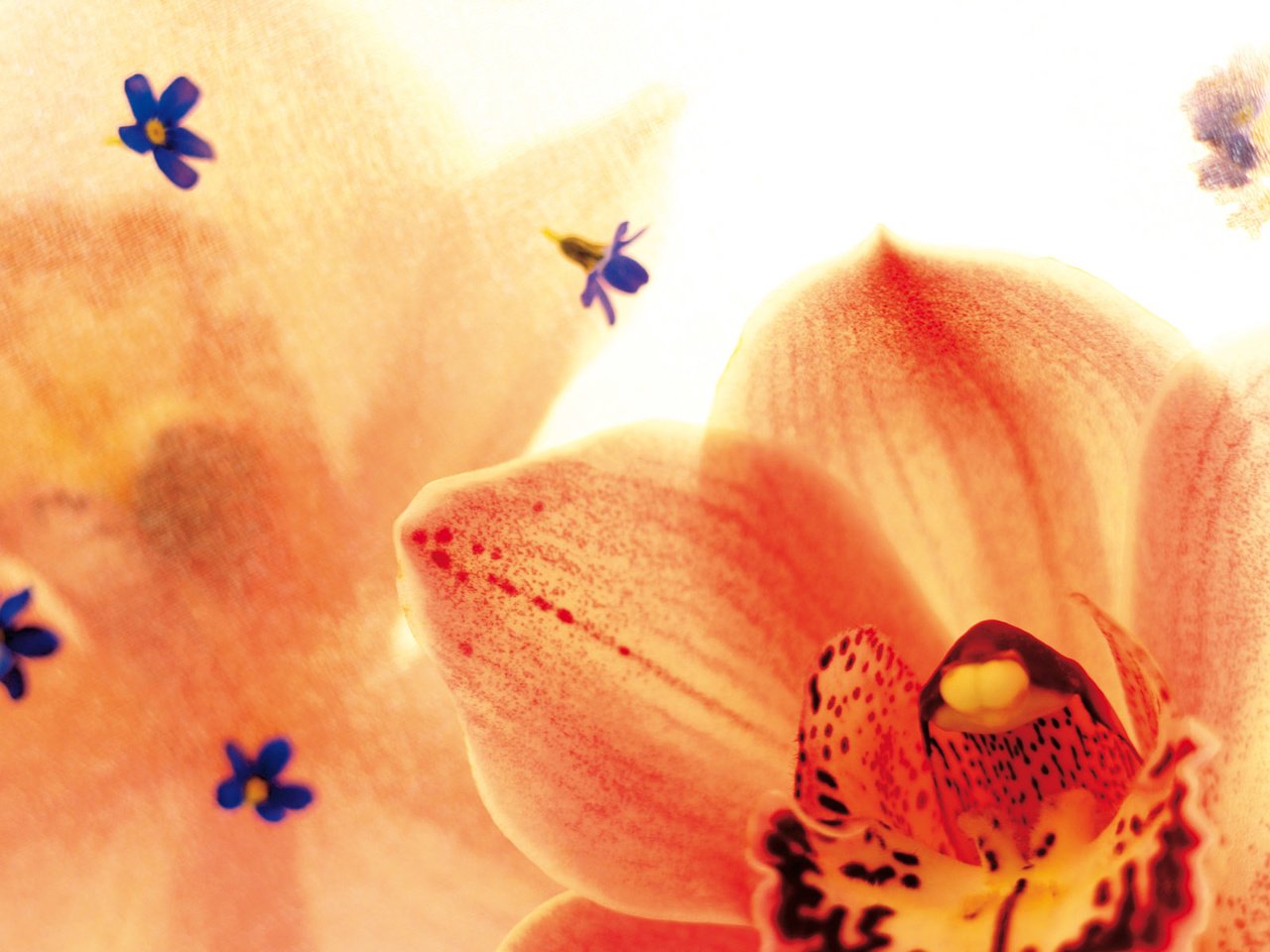 Обои цветы, лепестки, орхидея, орхидеи, крупным планом, flowers, petals, orchid, orchids, closeup разрешение 1920x1200 Загрузить