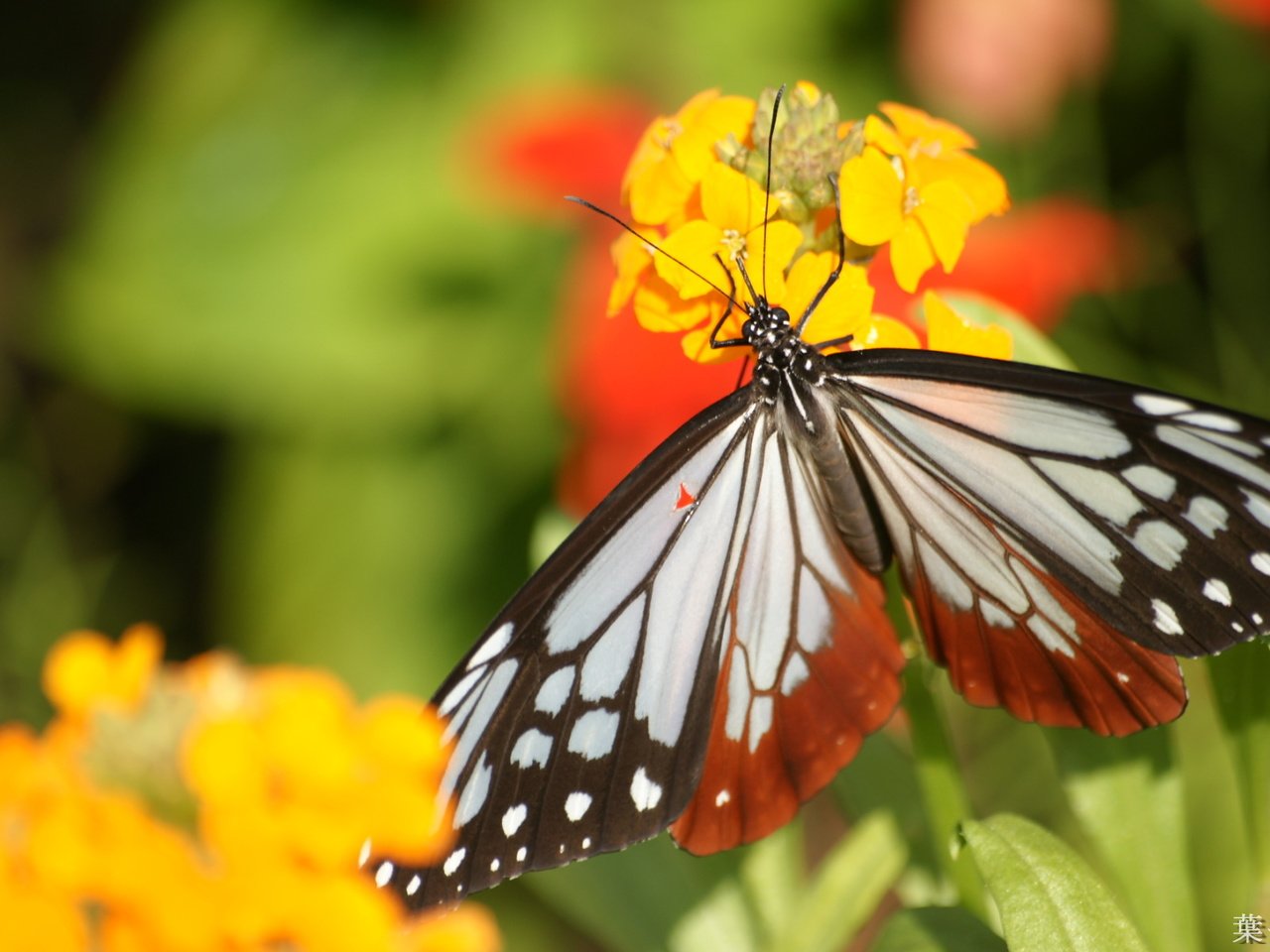 Обои цветы, насекомое, лето, бабочка, крылья, flowers, insect, summer, butterfly, wings разрешение 1920x1200 Загрузить