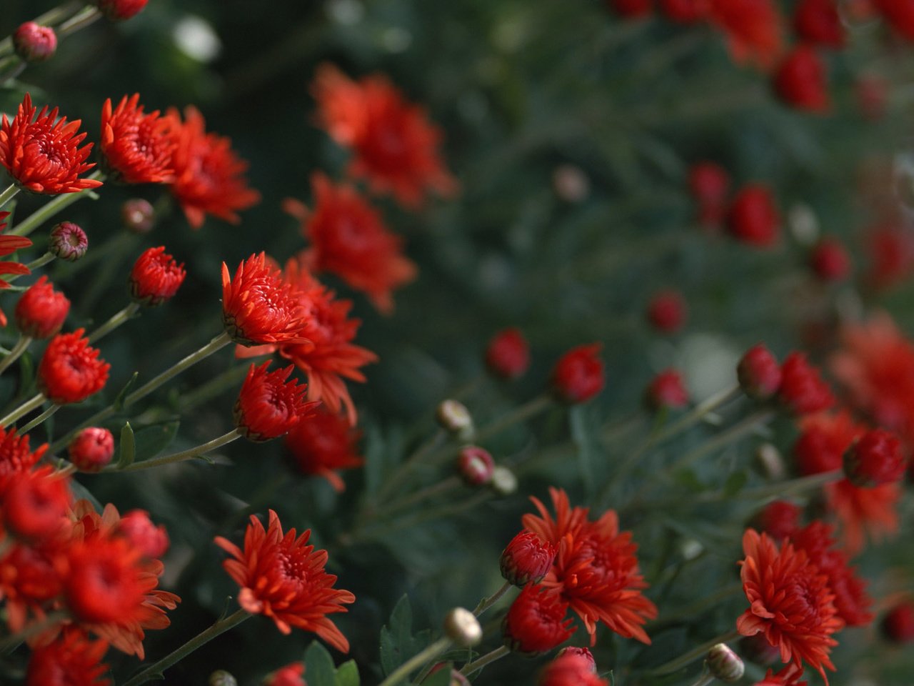 Обои цветы, красные, хризантемы, flowers, red, chrysanthemum разрешение 1920x1200 Загрузить
