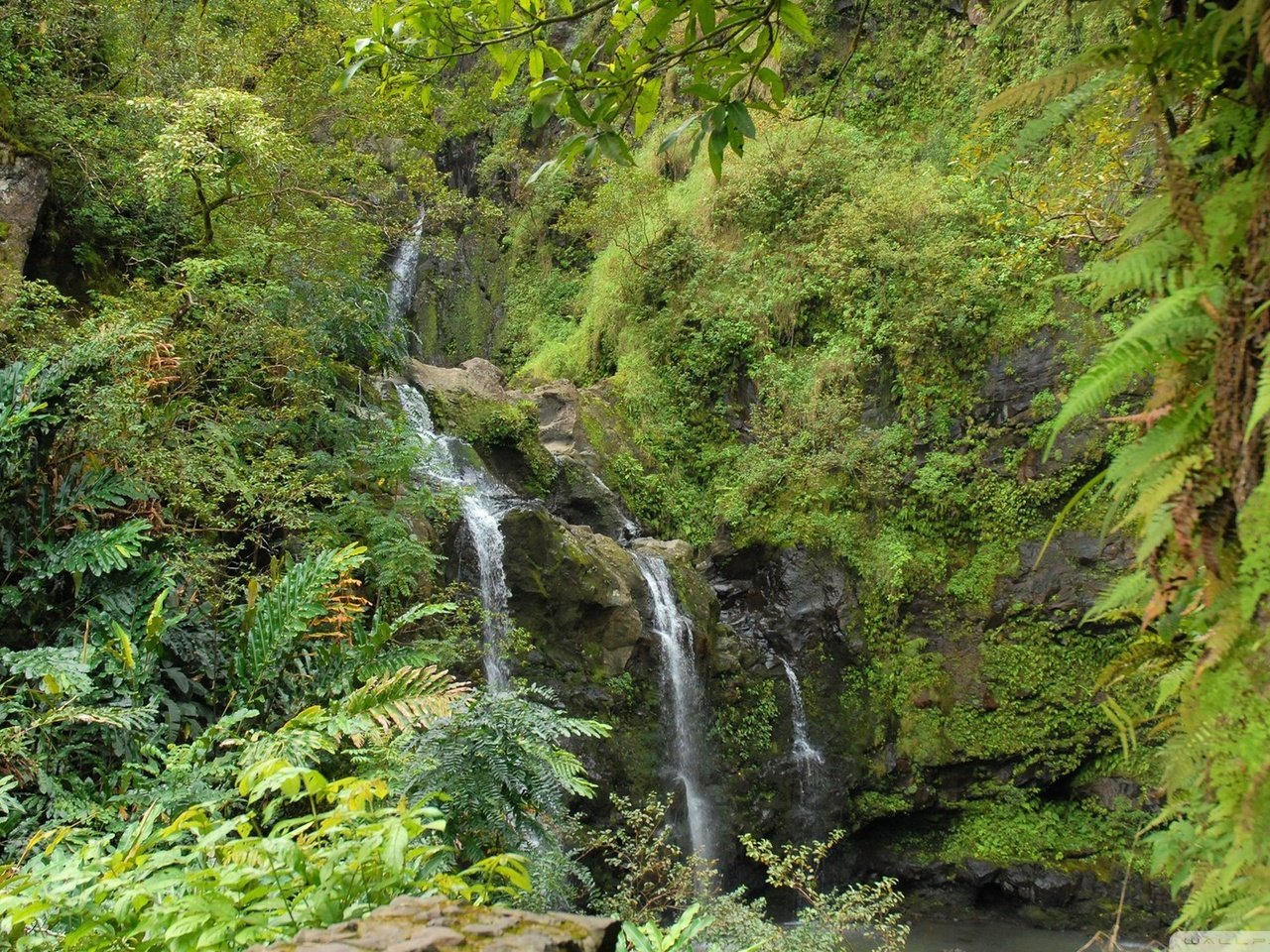 Обои зелень, лес, водопад, greens, forest, waterfall разрешение 1920x1080 Загрузить