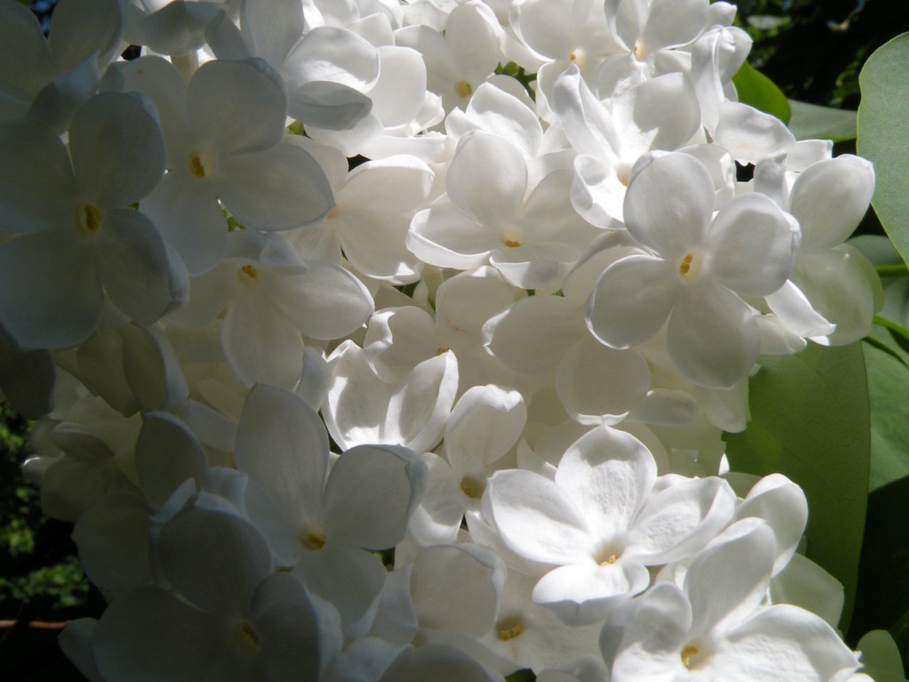 Обои цветы, цветение, лепестки, весна, белые, сирень, flowers, flowering, petals, spring, white, lilac разрешение 1920x1200 Загрузить