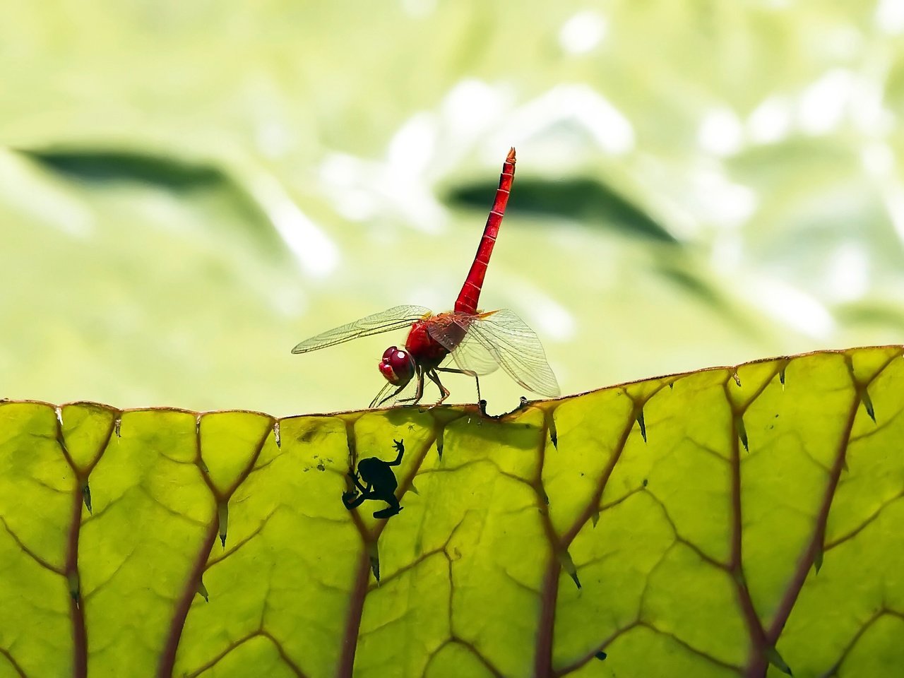 Обои лист, стрекоза, лягушонок, sheet, dragonfly, frog разрешение 2560x1600 Загрузить