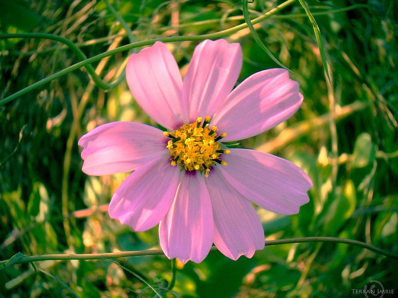 Обои цветок, лепестки, розовые, космея, flower, petals, pink, kosmeya разрешение 1920x1497 Загрузить