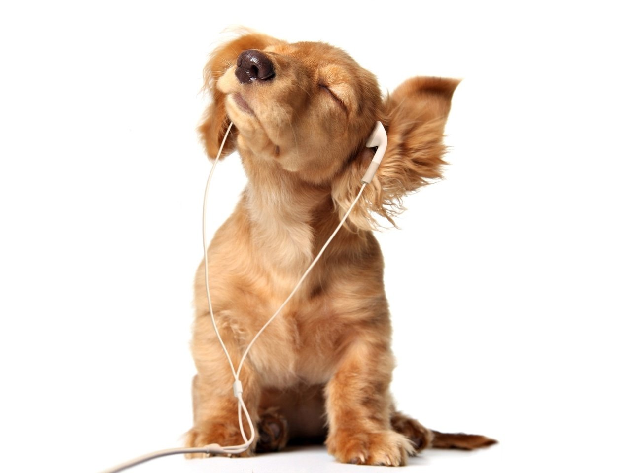 Обои наушники, щенок, слушает, собачка, headphones, puppy, listening, dog разрешение 2560x1600 Загрузить