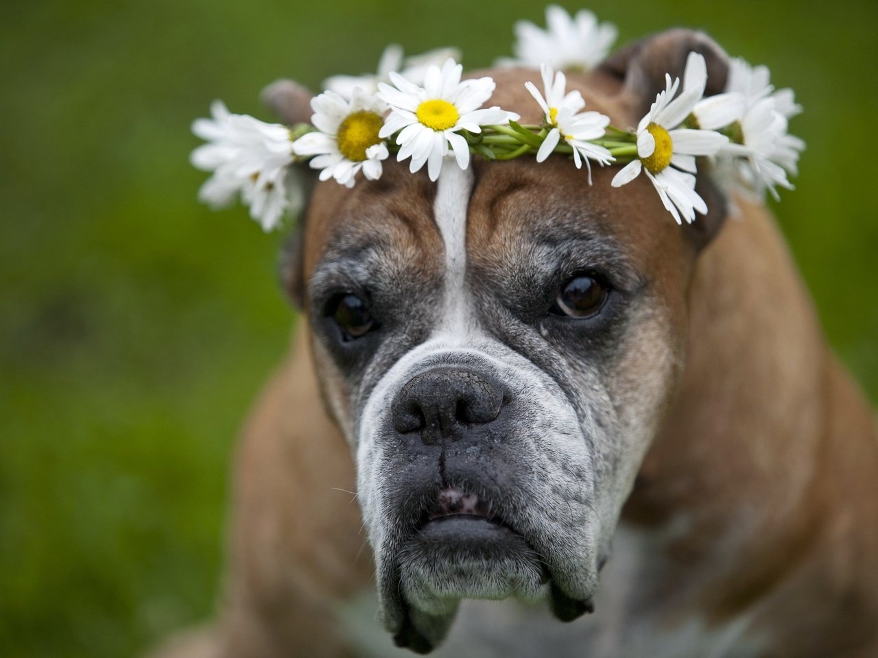 Обои цветы, взгляд, собака, друг, венок, собачка, боксер, flowers, look, dog, each, wreath, boxer разрешение 2560x1600 Загрузить