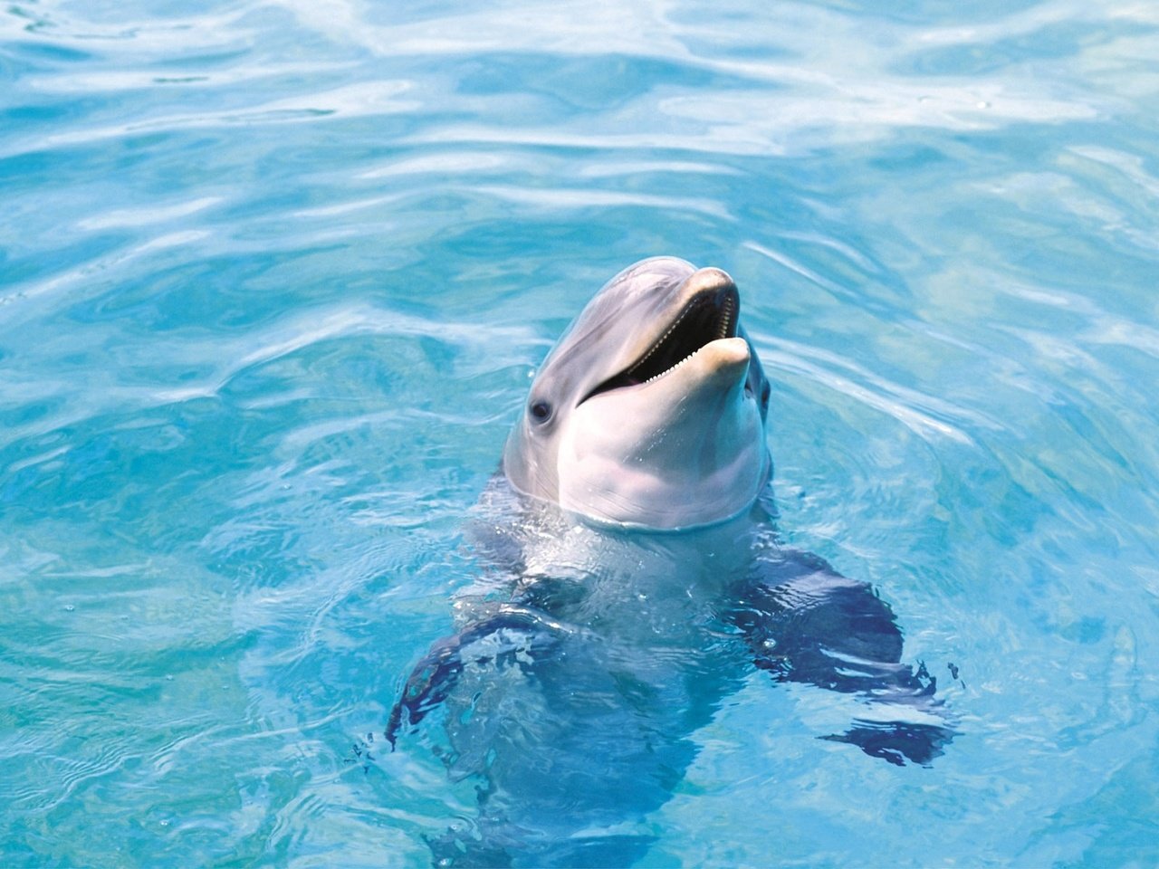 Обои вода, море, животное, дельфин, water, sea, animal, dolphin разрешение 1920x1200 Загрузить