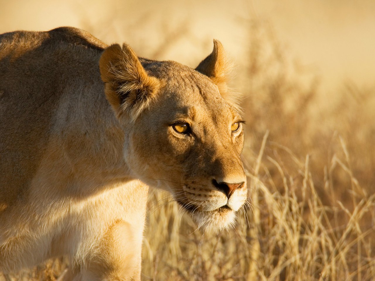 Обои морда, взгляд, лев, охота, львица, львица на охоте, face, look, leo, hunting, lioness, lioness on the hunt разрешение 1920x1280 Загрузить
