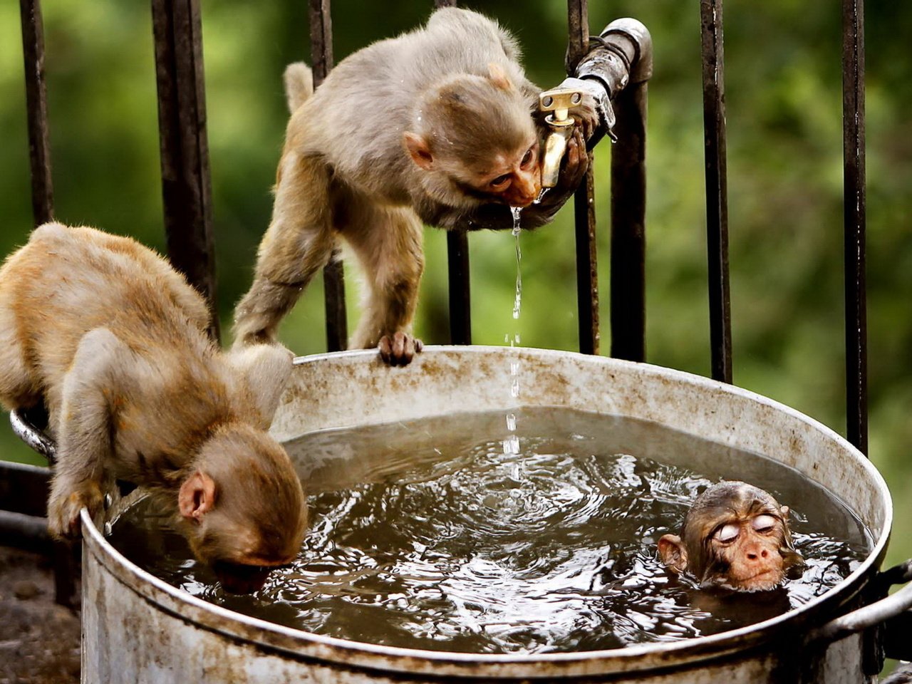 Обои вода, забавно, обезьяны, мартышки, купаются, water, funny, monkey, monkeys, swim разрешение 1920x1200 Загрузить