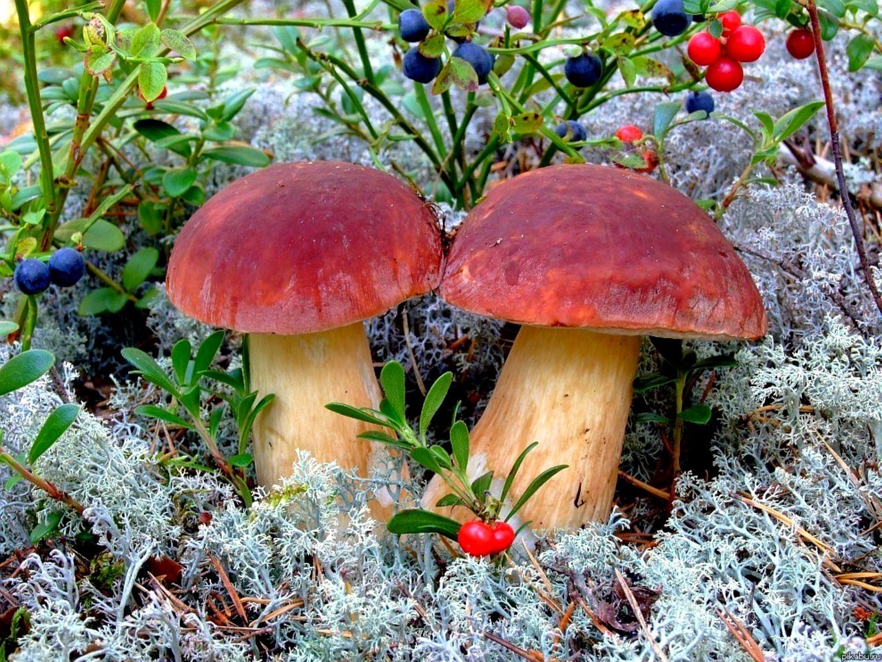 Обои природа, лес, грибы, nature, forest, mushrooms разрешение 2000x1501 Загрузить