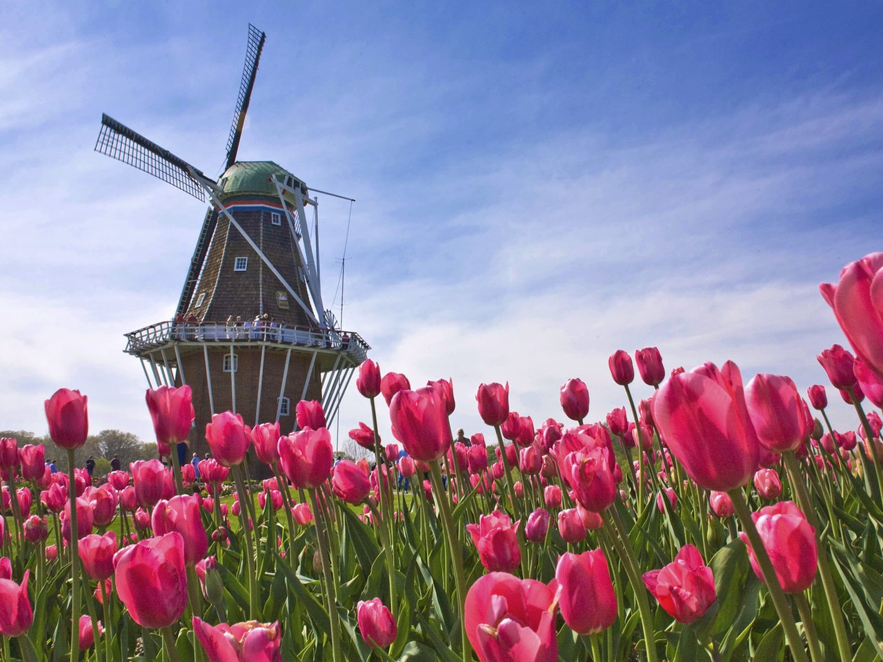 Обои поле, лето, мельница, тюльпанов, голландия, field, summer, mill, tulips, holland разрешение 1920x1080 Загрузить
