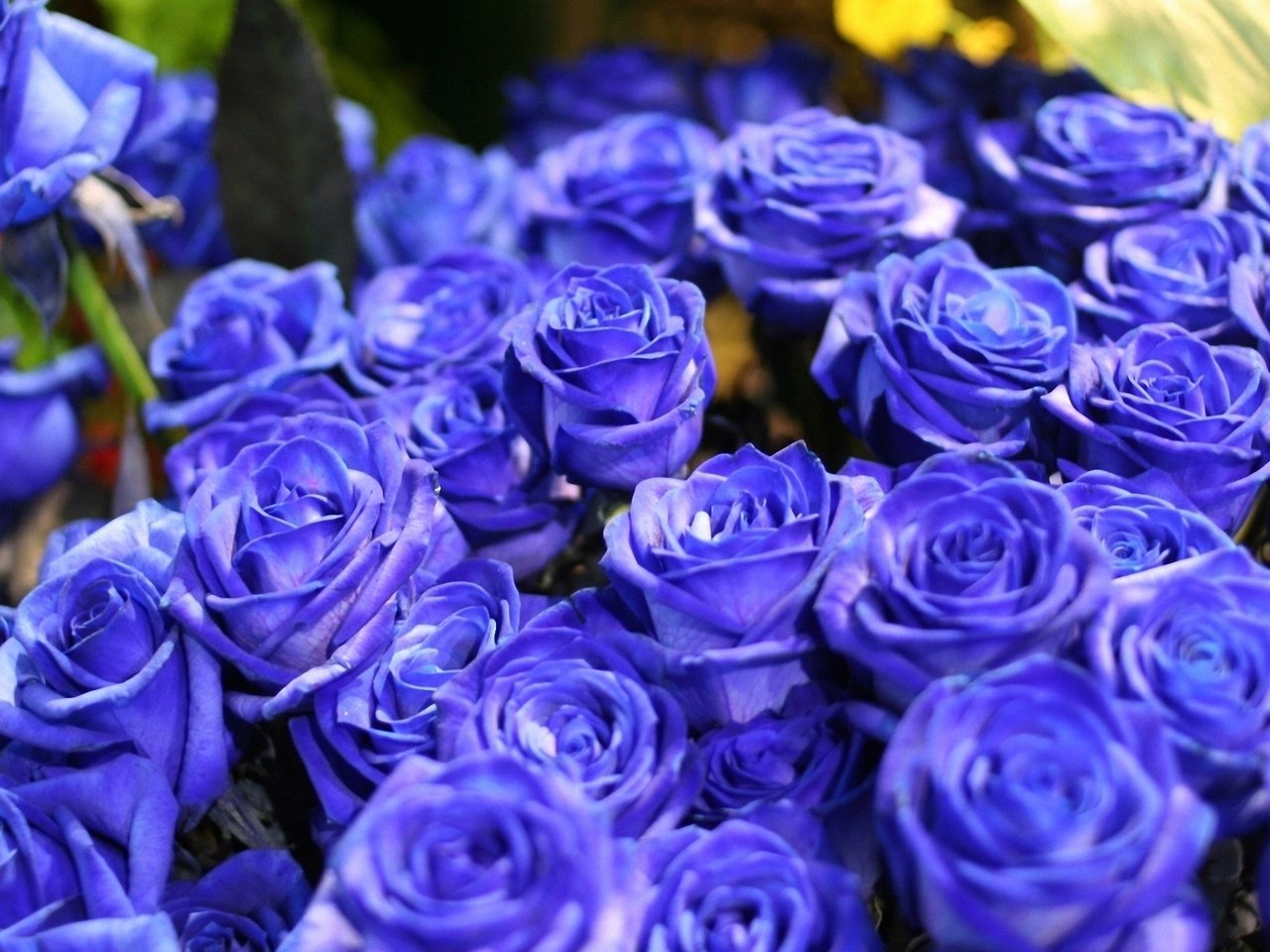 Обои цветы, синий, цветок, розы, букет, голубые розы, синие розы, flowers, blue, flower, roses, bouquet, blue roses разрешение 1920x1200 Загрузить