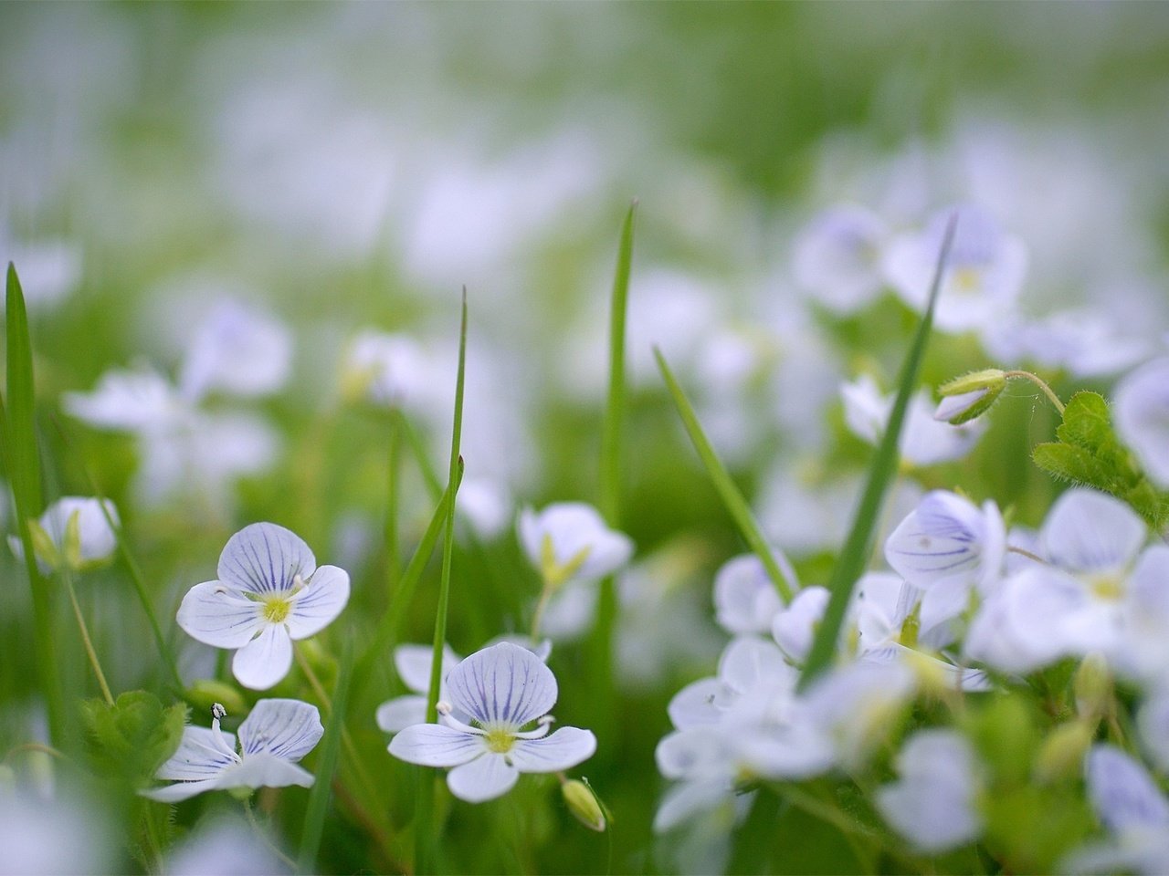 Обои цветы, зелень, поляна, cvety, vesna, priroda, flowers, greens, glade разрешение 1936x1296 Загрузить