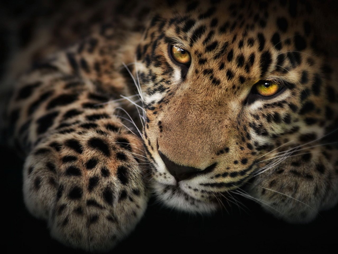 Обои мордочка, взгляд, котенок, леопард, черный фон, лапа, детеныш, muzzle, look, kitty, leopard, black background, paw, cub разрешение 2000x1330 Загрузить