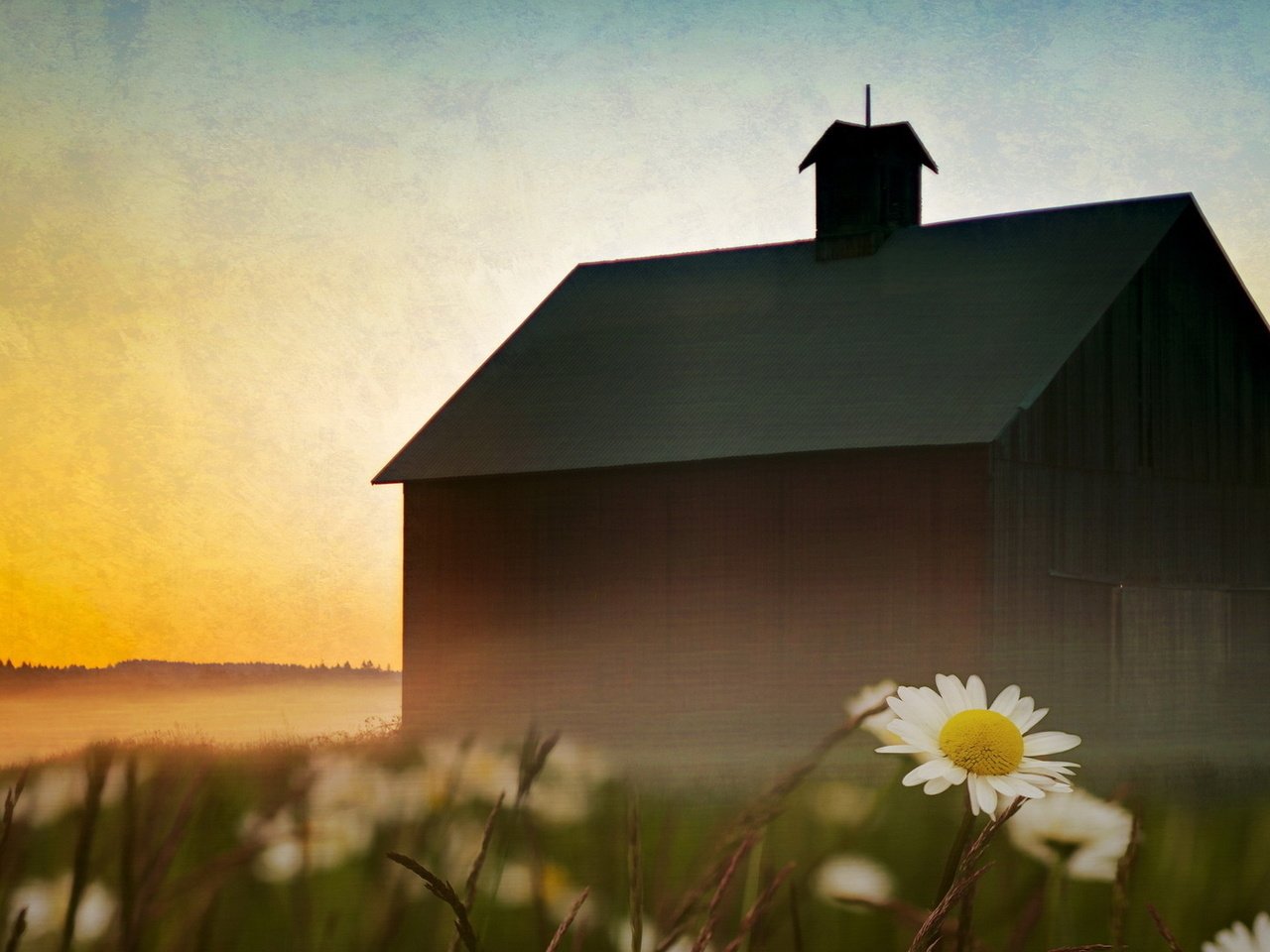 Обои небо, цветы, пейзаж, туман, дом, ромашки, the sky, flowers, landscape, fog, house, chamomile разрешение 1920x1080 Загрузить