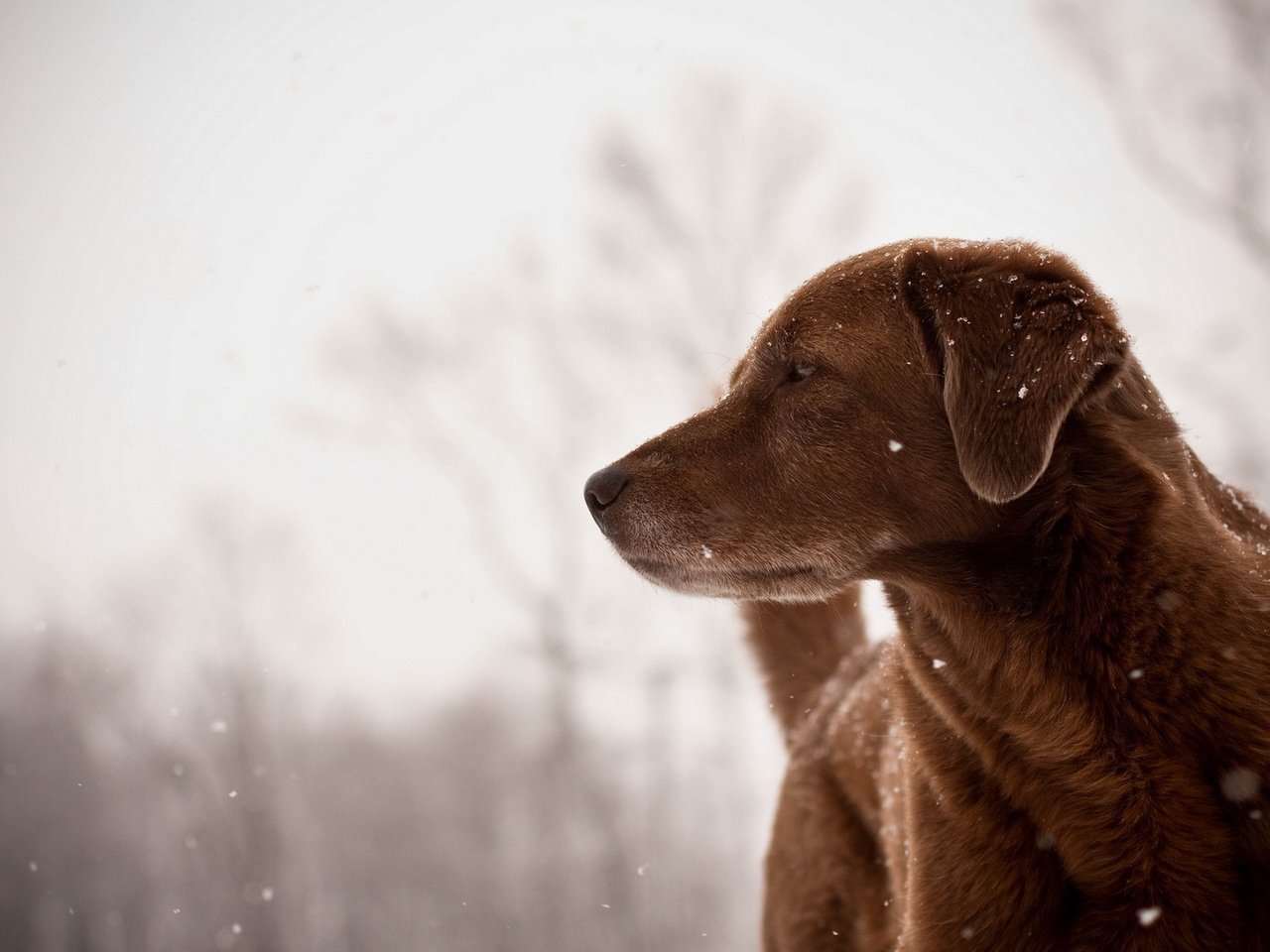 Обои зима, снежинки, взгляд, собака, друг, winter, snowflakes, look, dog, each разрешение 1920x1200 Загрузить