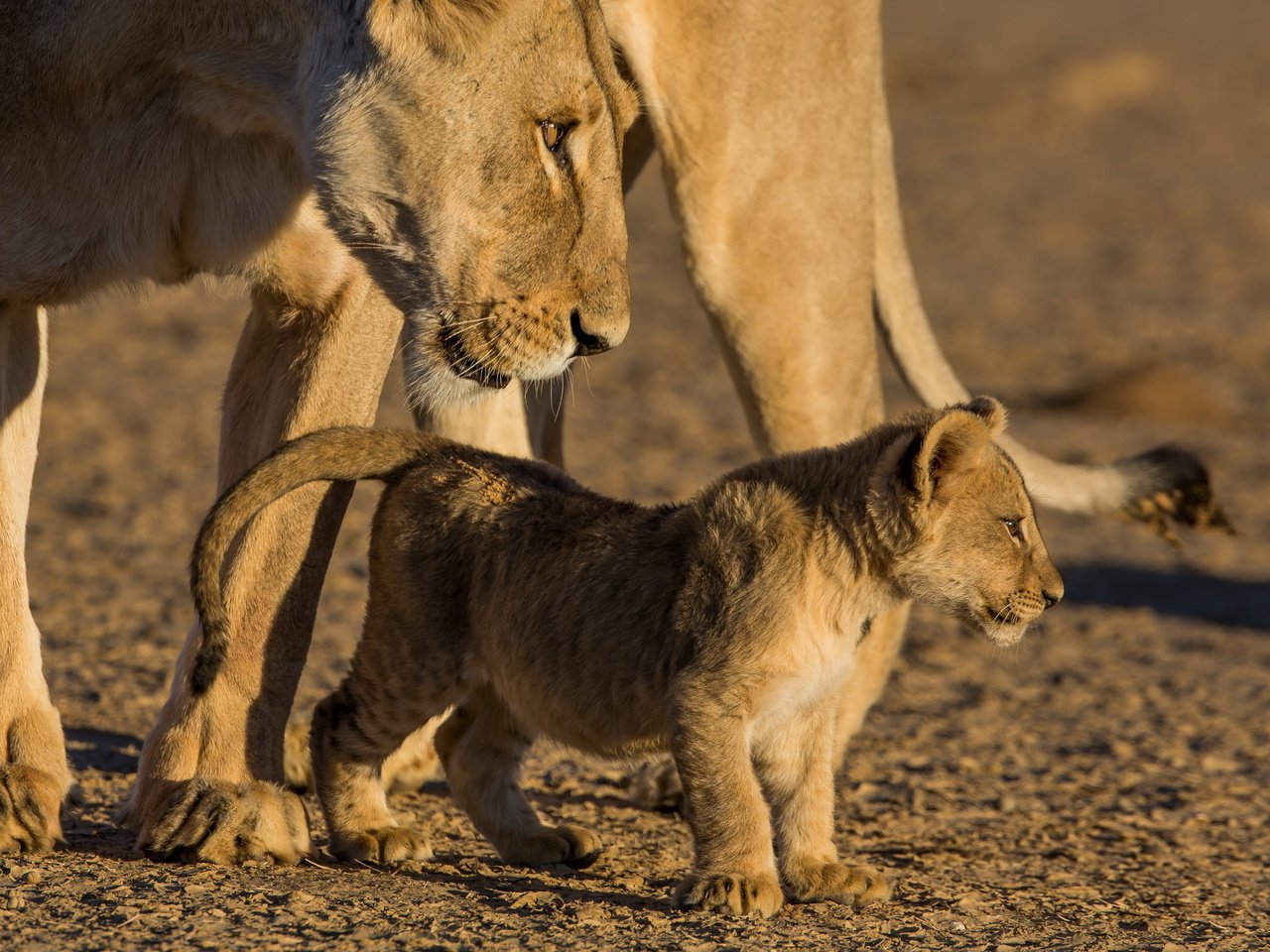 Обои природа, животные, львы, львица, львёнок, nature, animals, lions, lioness, lion разрешение 2560x1600 Загрузить