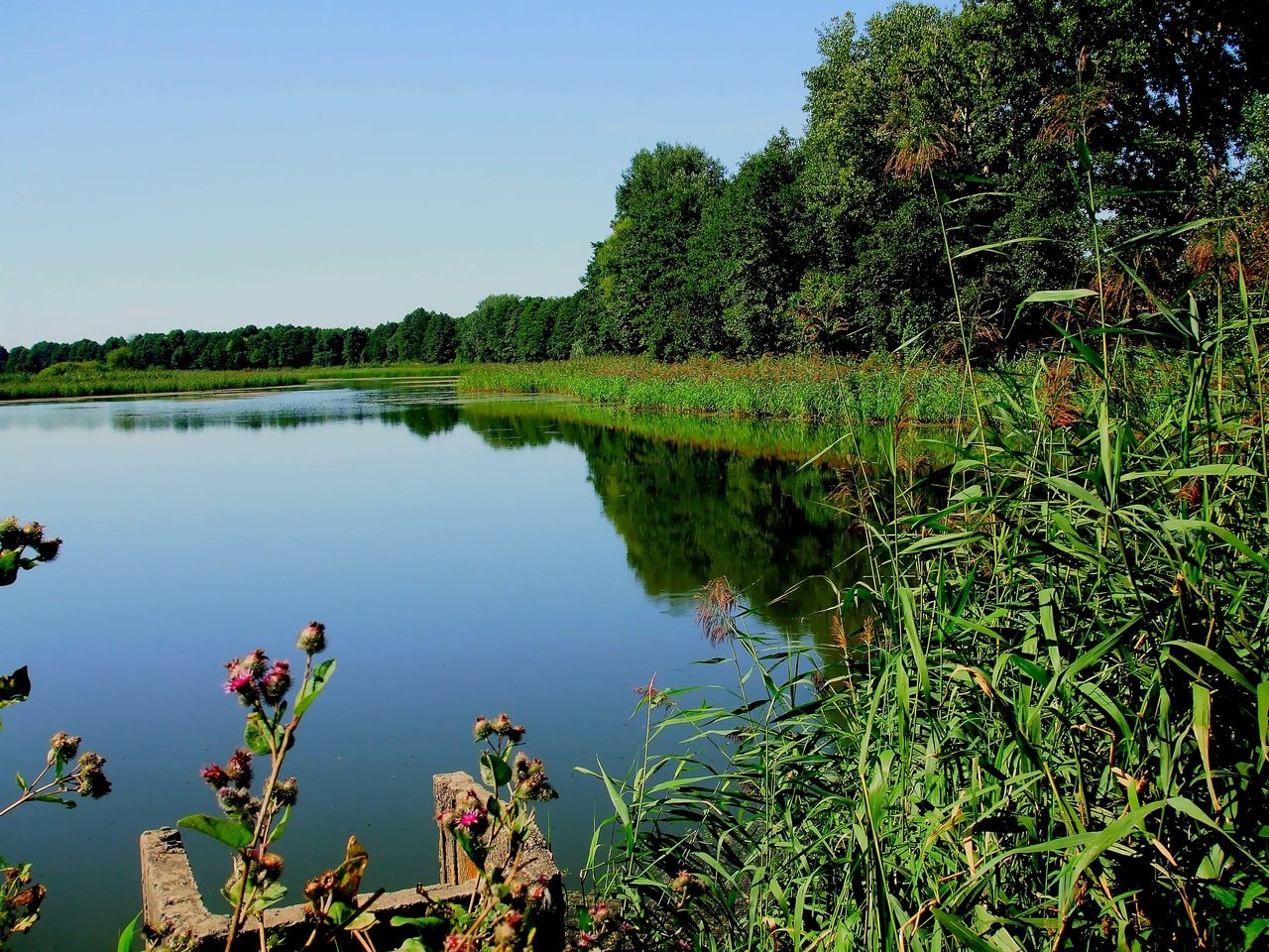 Обои трава, деревья, озеро, река, растение, grass, trees, lake, river, plant разрешение 3296x2472 Загрузить