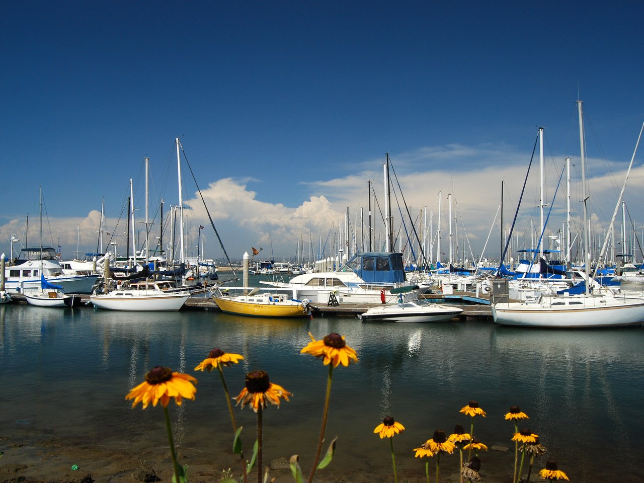 Обои цветы, море, яхты, flowers, sea, yachts разрешение 3872x2592 Загрузить