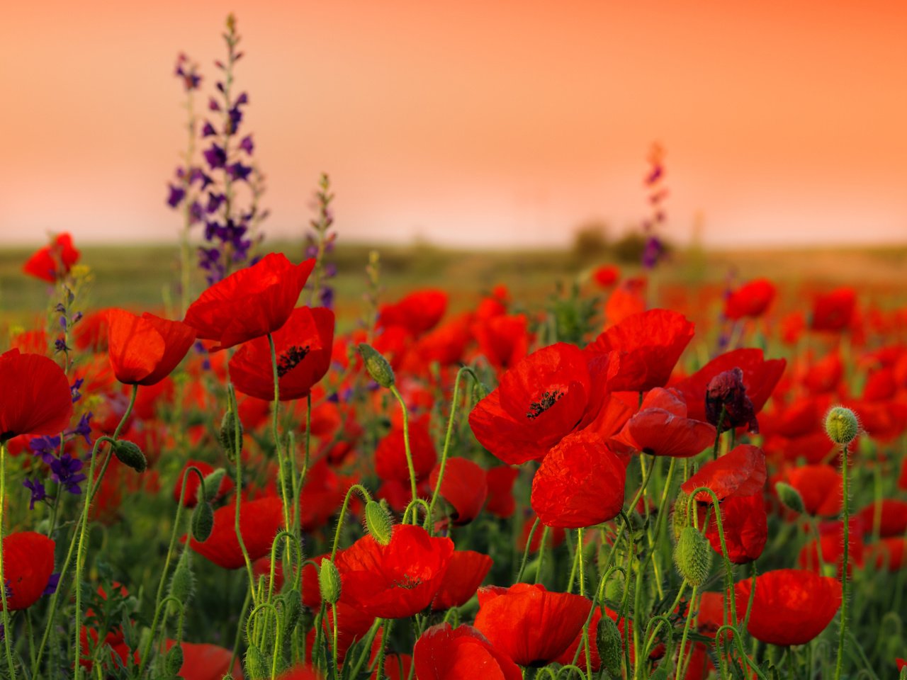 Обои цветы, бутоны, поле, маки, мак, стебли, красные маки, flowers, buds, field, maki, mac, stems, red poppies разрешение 4364x3200 Загрузить