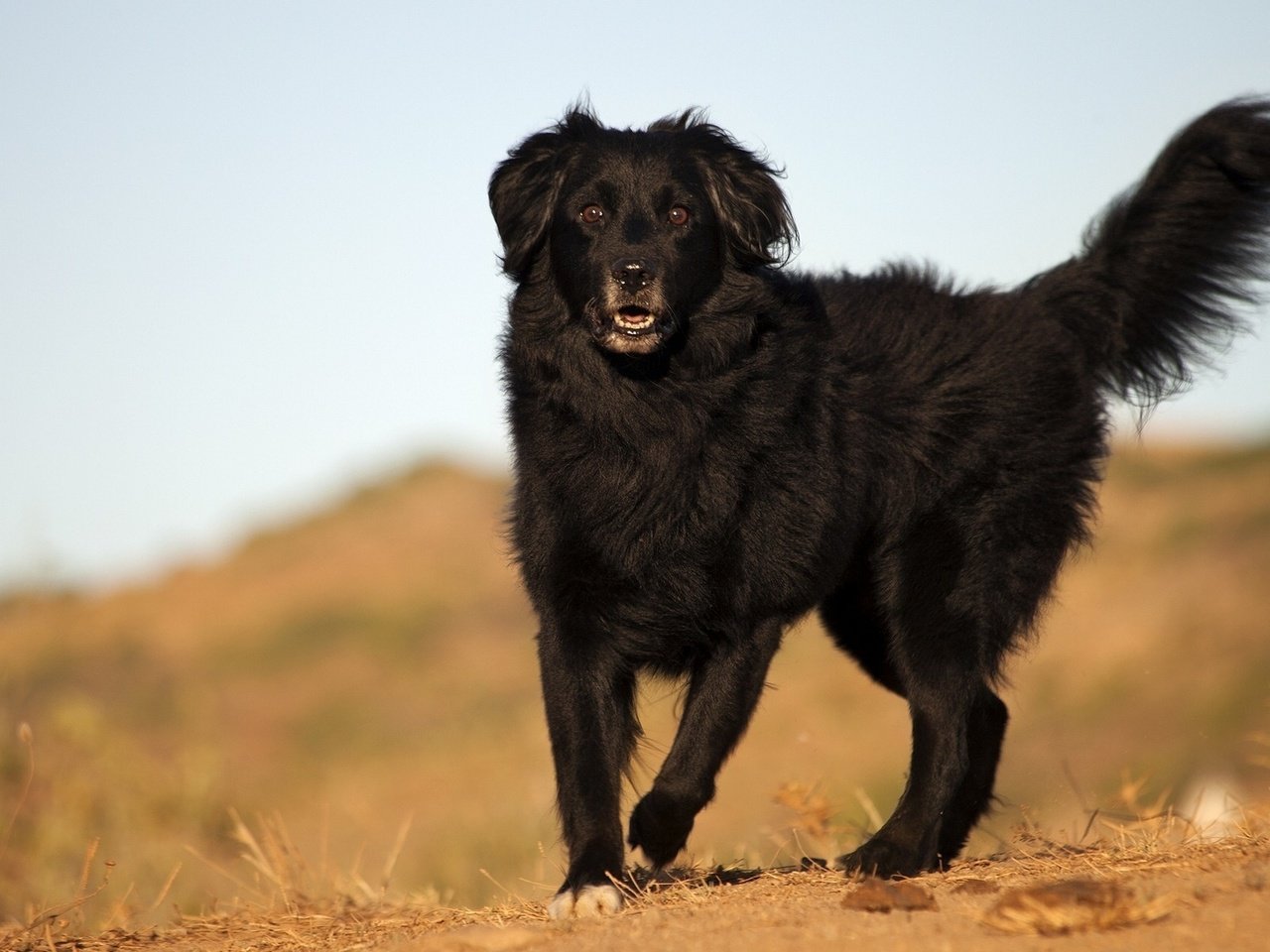 Обои взгляд, черный, собака, пес, look, black, dog разрешение 1920x1200 Загрузить