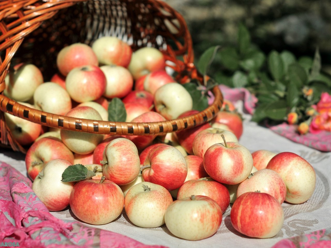 Обои фрукты, яблоки, корзина, яблоко, урожай, плоды, корзинка, fruit, apples, basket, apple, harvest разрешение 2800x1800 Загрузить