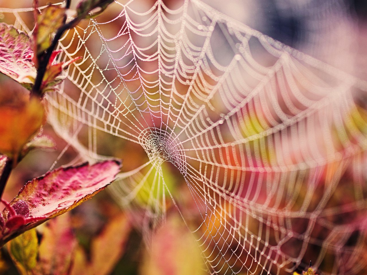 Обои ветка, природа, листья, капли, осень, паутина, макро _, branch, nature, leaves, drops, autumn, web, macro _ разрешение 1920x1080 Загрузить