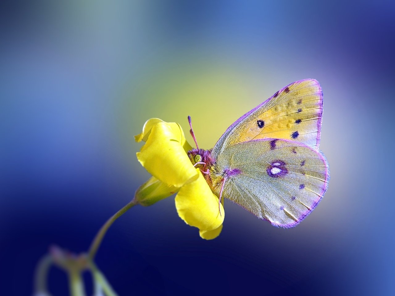 Обои желтый, фон, цветок, бабочка, yellow, background, flower, butterfly разрешение 2560x1600 Загрузить