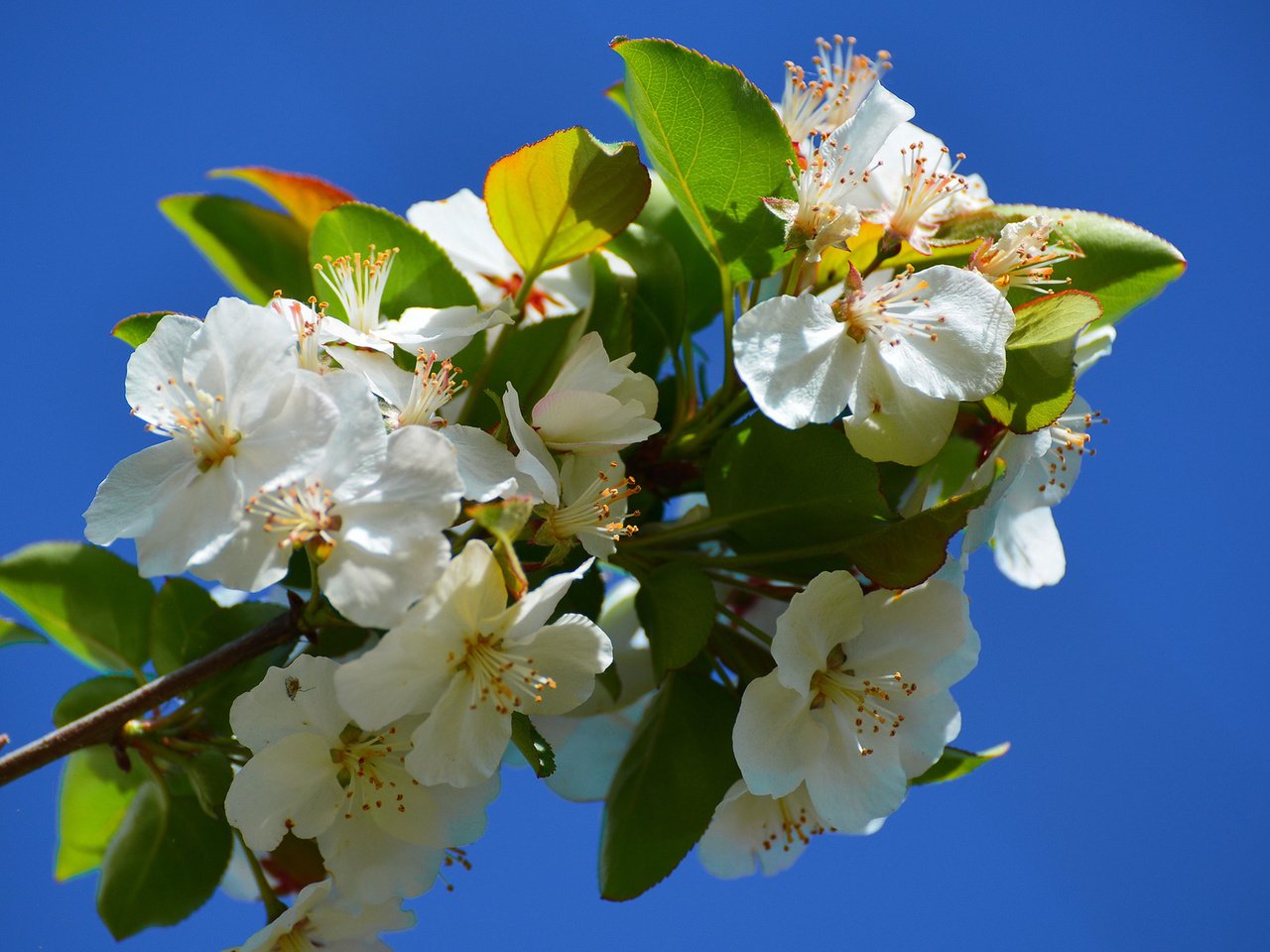 Обои цветы, ветка, цветение, весна, flowers, branch, flowering, spring разрешение 1920x1200 Загрузить