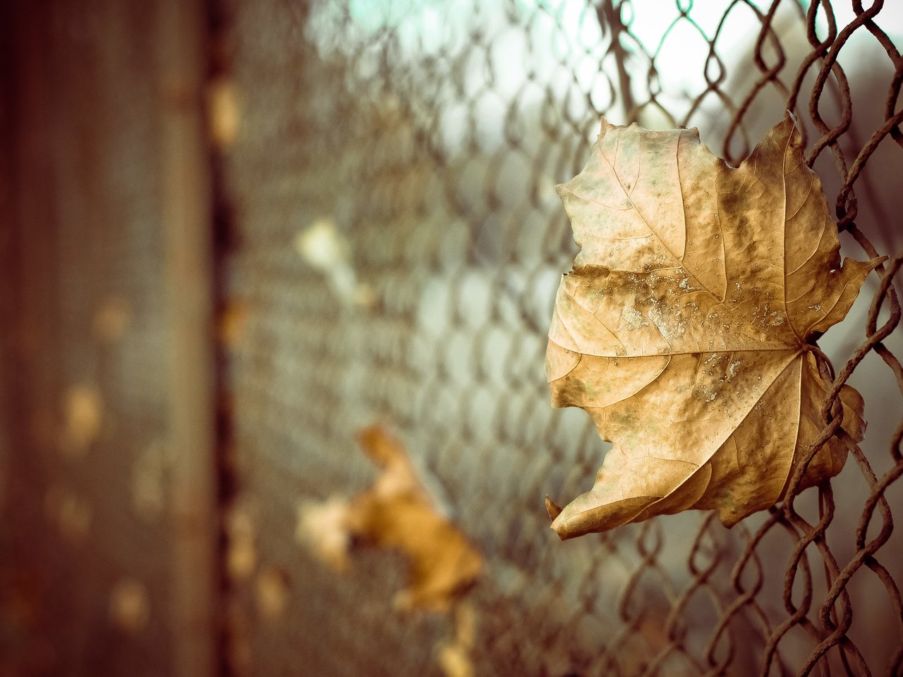 Обои листья, макро, осень, забор, лист, сетка, боке, leaves, macro, autumn, the fence, sheet, mesh, bokeh разрешение 4272x2848 Загрузить