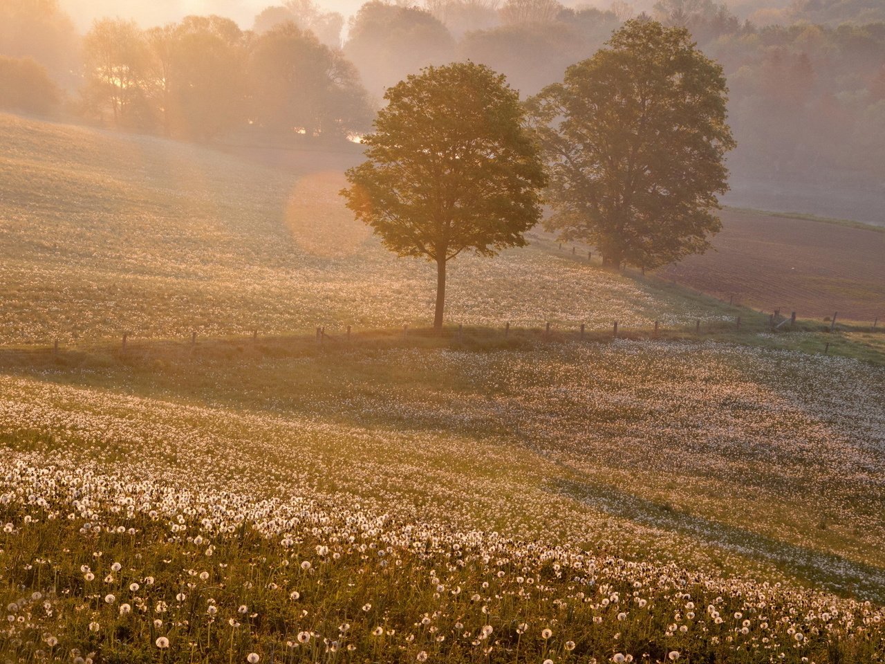 Обои закат, пейзаж, поле, одуванчики, sunset, landscape, field, dandelions разрешение 1920x1200 Загрузить