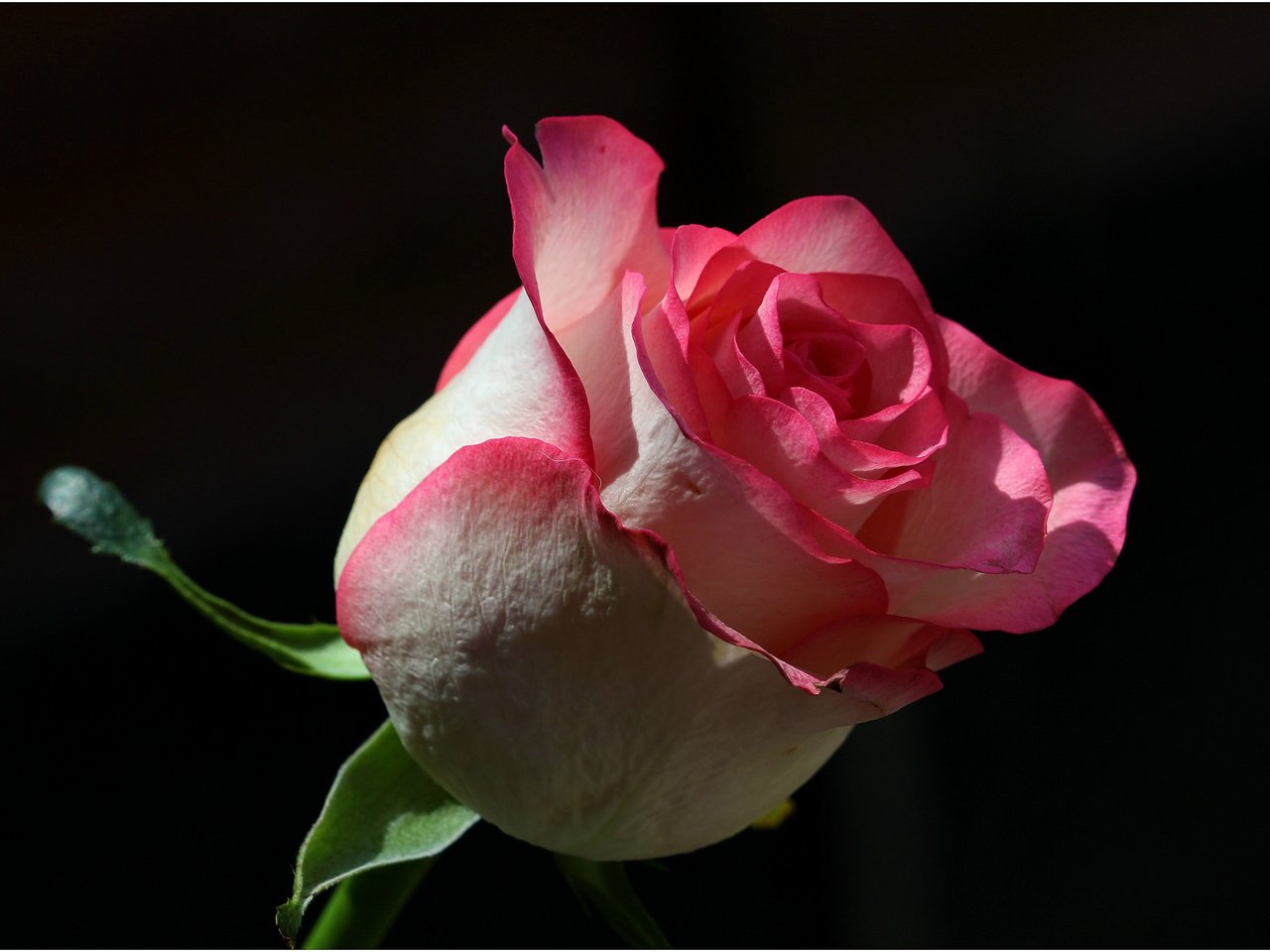 Обои фон, цветок, роза, background, flower, rose разрешение 2048x1367 Загрузить