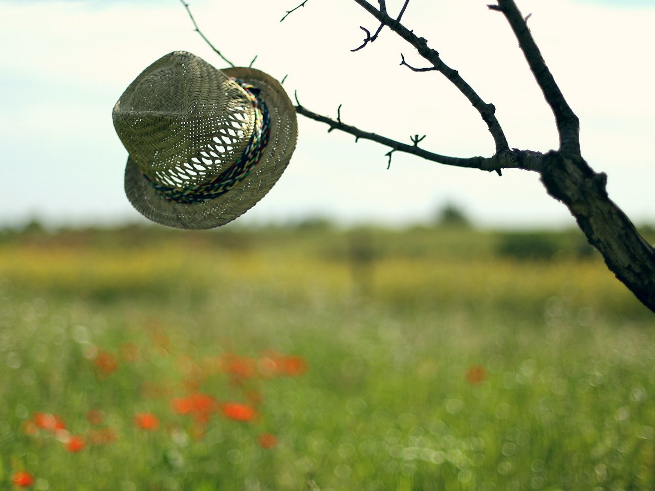 Обои небо, дерево, настроение, фон, поле, шляпа, the sky, tree, mood, background, field, hat разрешение 2560x1600 Загрузить