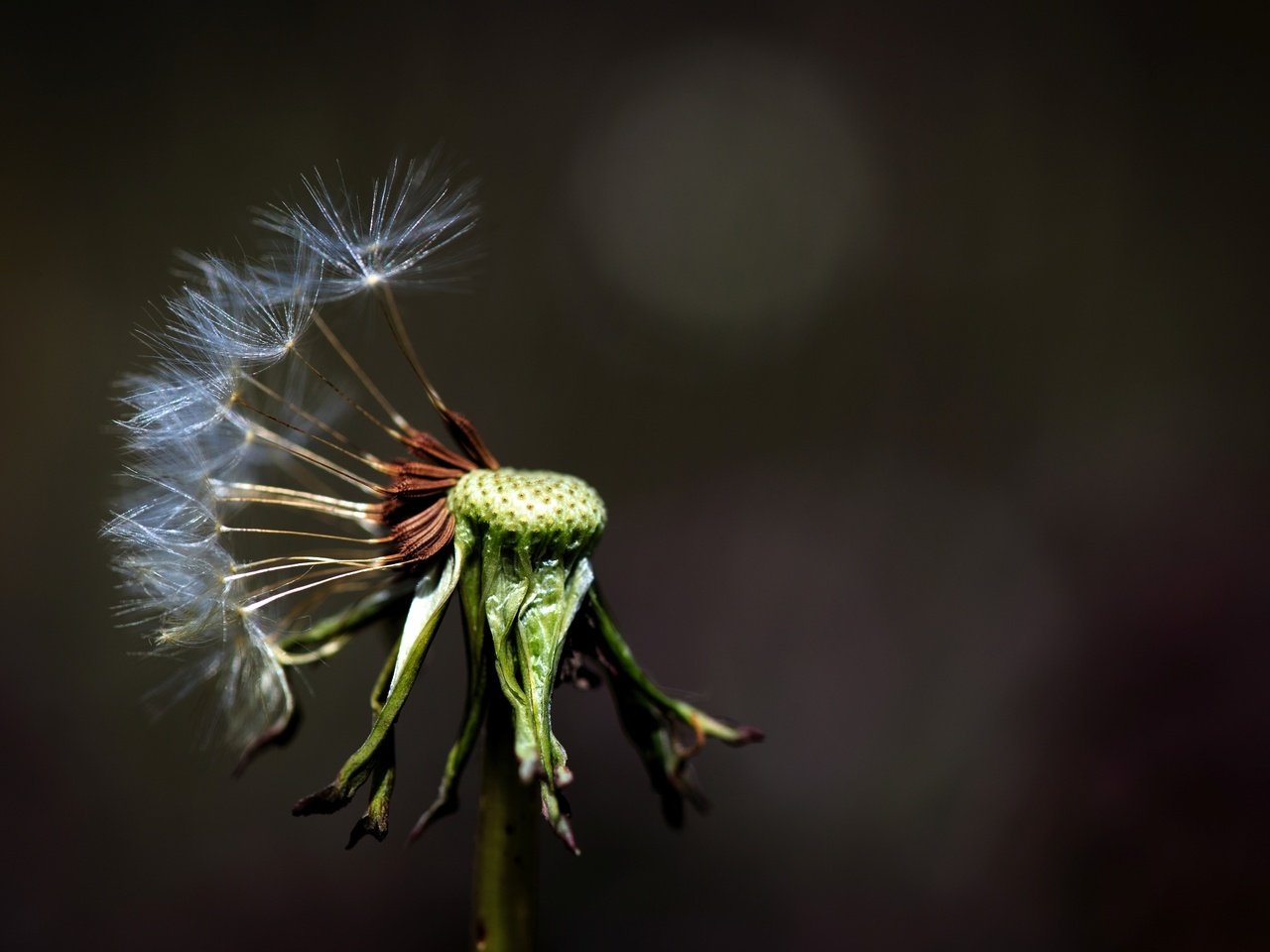 Обои макро, фон, цветок, одуванчик, macro, background, flower, dandelion разрешение 2572x1715 Загрузить